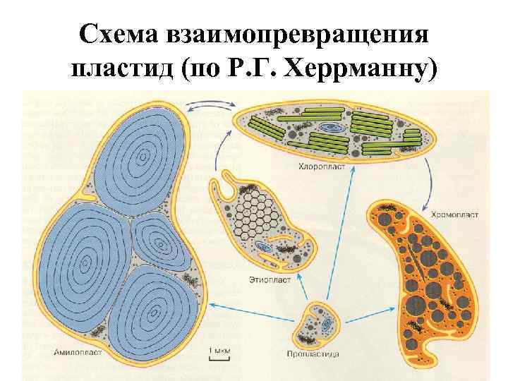 Схема взаимопревращения пластид (по Р. Г. Херрманну) 