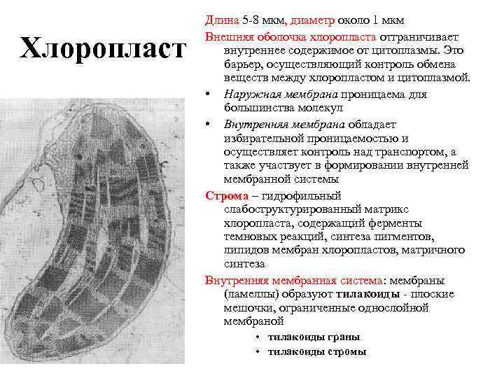 Хлоропласт Длина 5 -8 мкм, диаметр около 1 мкм Внешняя оболочка хлоропласта отграничивает внутреннее