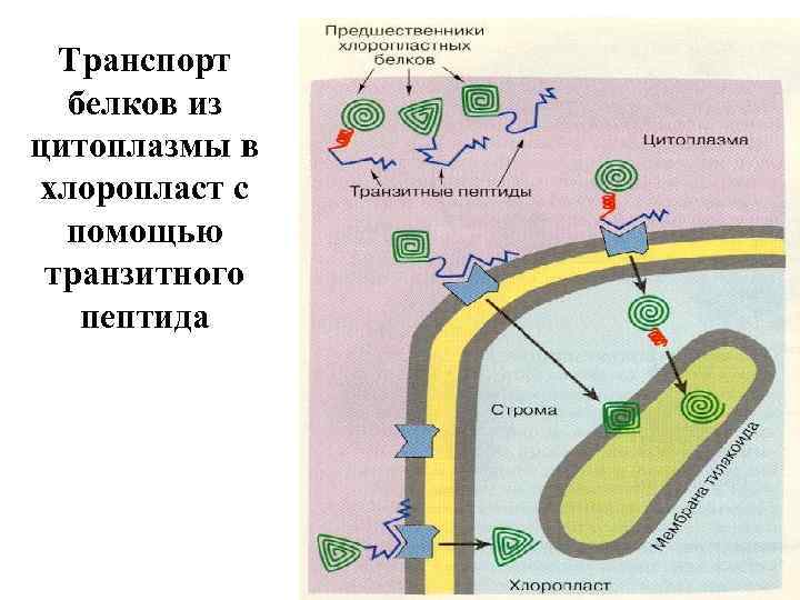 Транспорт белков из цитоплазмы в хлоропласт с помощью транзитного пептида 