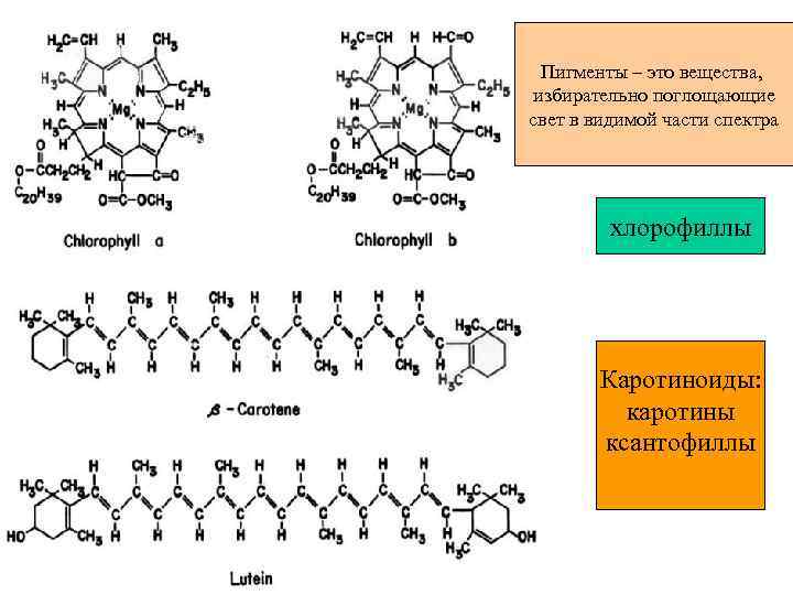 Пигменты растений презентация