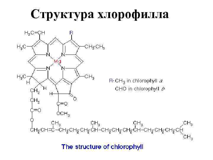 Хлорофилл состав