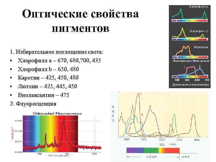 Оптические свойства пигментов 1. Избирательное поглощение света: • Хлорофилл а – 670, 680, 700,