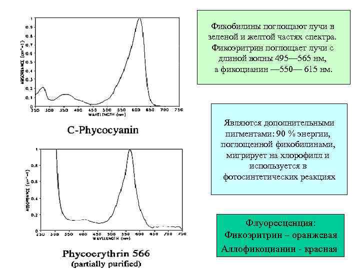 Фикобилины поглощают лучи в зеленой и желтой частях спектра. Фикоэритрин поглощает лучи с длиной
