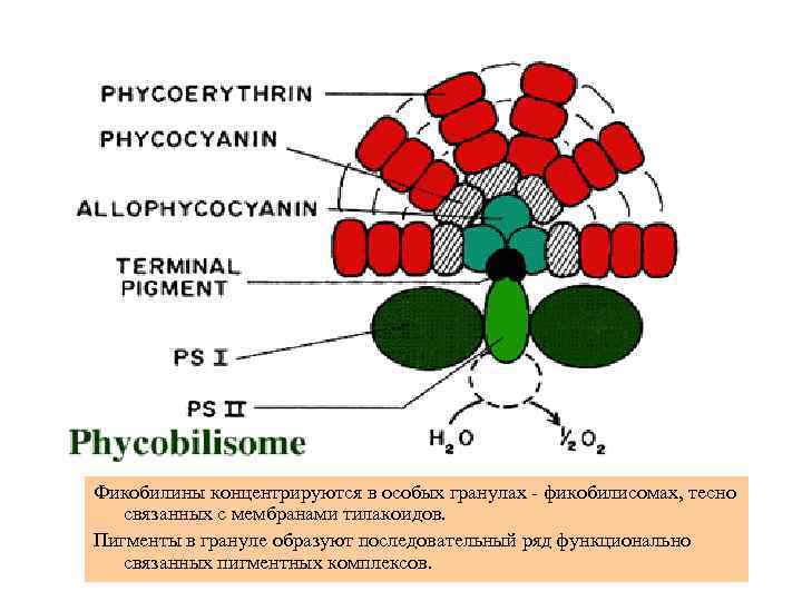 Фикобилины концентрируются в особых гранулах - фикобилисомах, тесно связанных с мембранами тилакоидов. Пигменты в