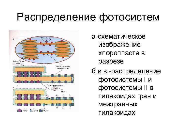 Распределение фотосистем а-схематическое изображение хлоропласта в разрезе б и в -распределение фотосистемы I и