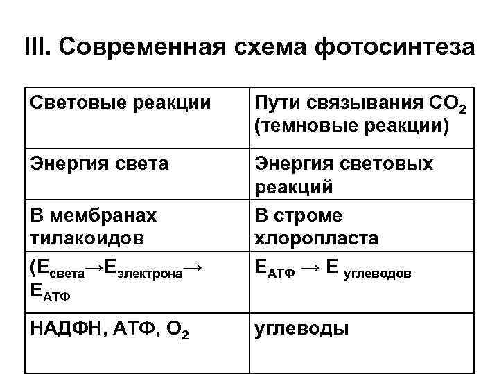 Световые реакции фотосинтеза