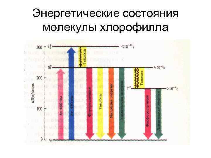 Энергетические состояния молекулы хлорофилла 