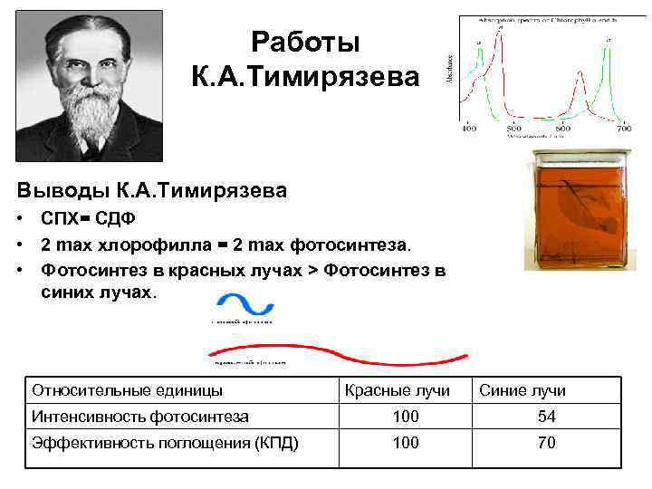 Работы К. А. Тимирязева Выводы К. А. Тимирязева • СПХ= СДФ • 2 max
