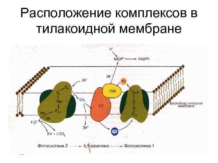 Расположение комплексов в тилакоидной мембране 