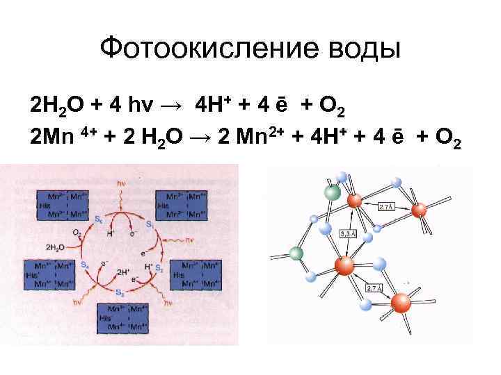 Фотоокисление воды 2 Н 2 О + 4 hν → 4 Н+ + 4