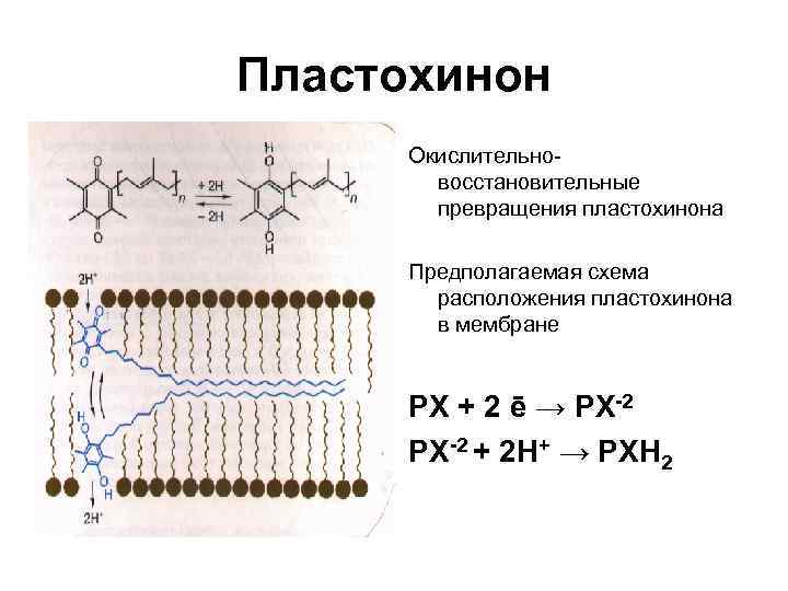 Пластохинон Окислительновосстановительные превращения пластохинона Предполагаемая схема расположения пластохинона в мембране РХ + 2 ē