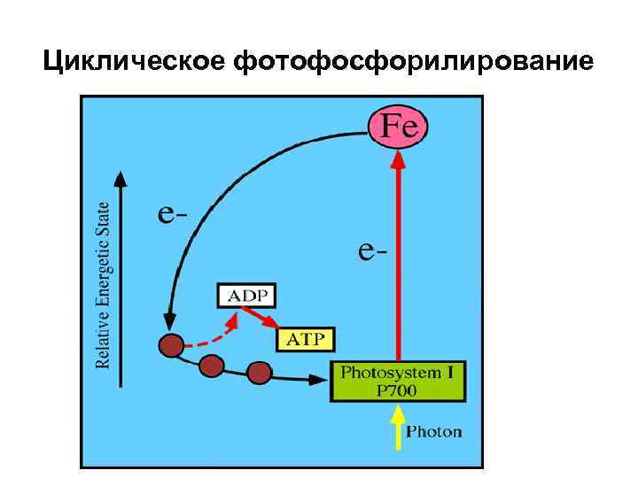Циклическое фотофосфорилирование 