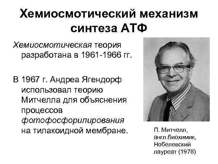 Хемиосмотический механизм синтеза АТФ Хемиосмотическая теория разработана в 1961 -1966 гг. В 1967 г.