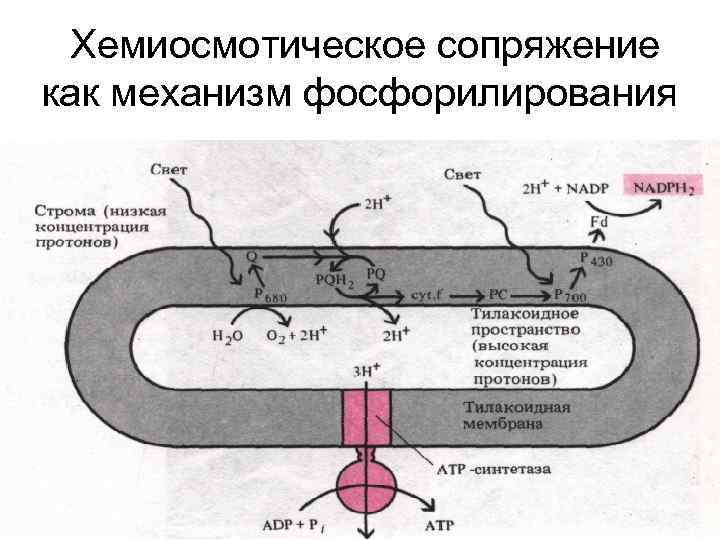 Хемиосмотическое сопряжение как механизм фосфорилирования 