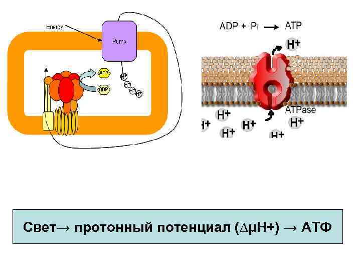 Свет→ протонный потенциал (∆μΗ+) → АТФ 