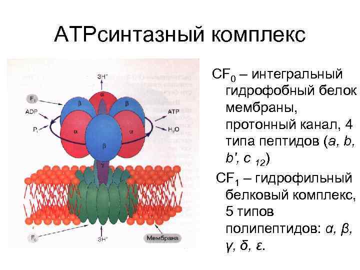 АТРсинтазный комплекс СF 0 – интегральный гидрофобный белок мембраны, протонный канал, 4 типа пептидов