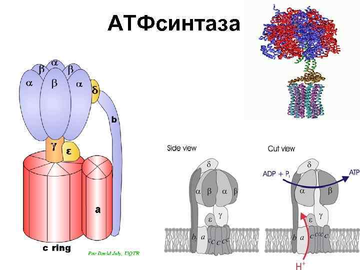 АТФсинтаза 