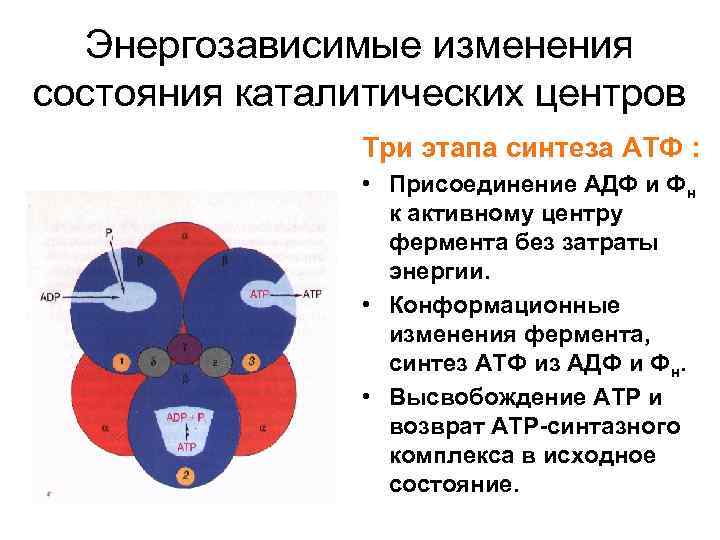 Энергозависимые изменения состояния каталитических центров Три этапа синтеза АТФ : • Присоединение АДФ и