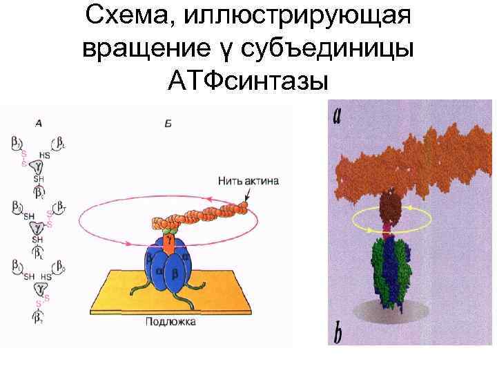 Схема, иллюстрирующая вращение γ субъединицы АТФсинтазы 