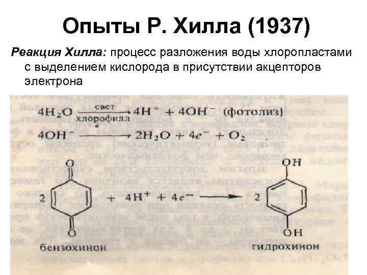 Опыты Р. Хилла (1937) Реакция Хилла: процесс разложения воды хлоропластами с выделением кислорода в
