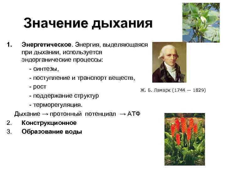 Значение дыхания 1. Энергетическое. Энергия, выделяющаяся при дыхании, используется эндорганические процессы: - синтезы, -