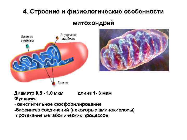 4. Строение и физиологические особенности митохондрий Диаметр 0, 5 - 1, 0 мкм длина