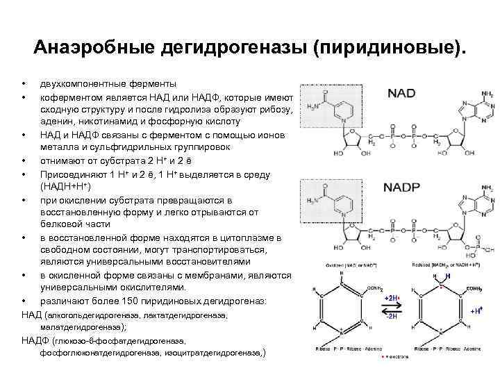 Анаэробные дегидрогеназы (пиридиновые). • • двухкомпонентные ферменты коферментом является НАД или НАДФ, которые имеют
