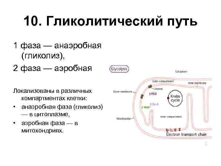 10. Гликолитический путь 1 фаза — анаэробная (гликолиз), 2 фаза — аэробная Локализованы в