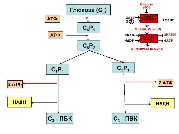 Глюкоза (С 6) АТФ С 6 Р 1 АТФ С 6 Р 2 С