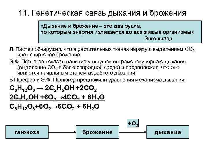 11. Генетическая связь дыхания и брожения «Дыхание и брожение – это два русла, по