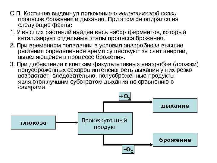 С. П. Костычев выдвинул положение о генетической связи процесов брожения и дыхания. При этом