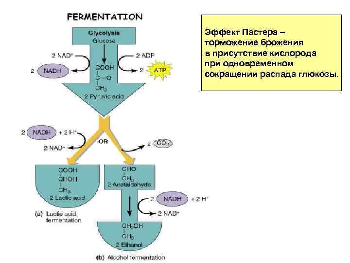 Эффект Пастера – торможение брожения в присутствие кислорода при одновременном сокращении распада глюкозы. 