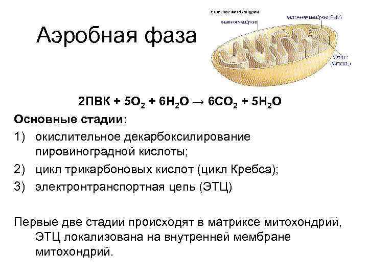 Аэробная фаза 2 ПВК + 5 О 2 + 6 Н 2 О →