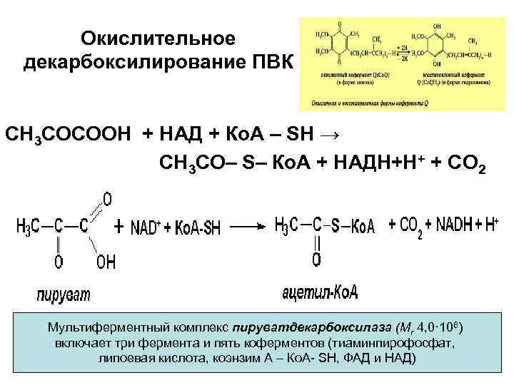 Окислительное декарбоксилирование ПВК СН 3 СОСООН + НАД + Ко. А – SH →