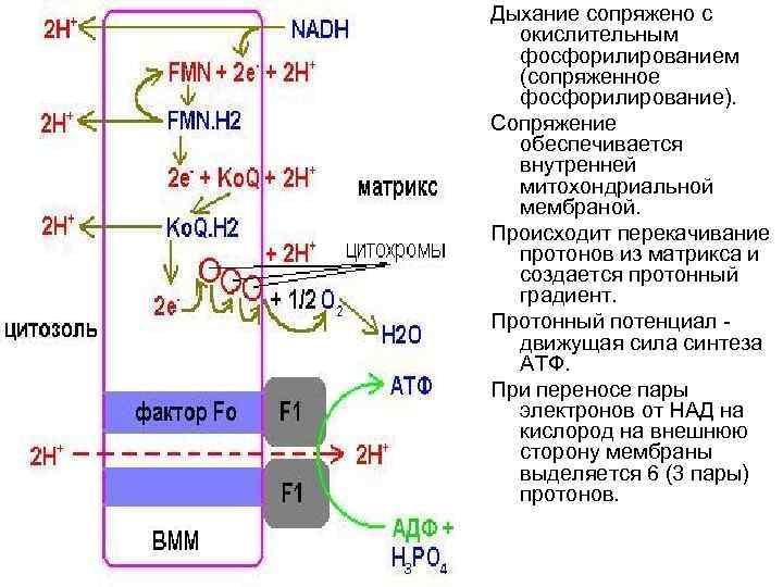 Дыхание сопряжено с окислительным фосфорилированием (сопряженное фосфорилирование). Сопряжение обеспечивается внутренней митохондриальной мембраной. Происходит перекачивание