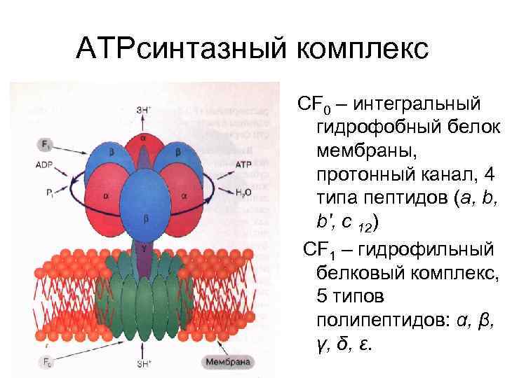АТРсинтазный комплекс СF 0 – интегральный гидрофобный белок мембраны, протонный канал, 4 типа пептидов