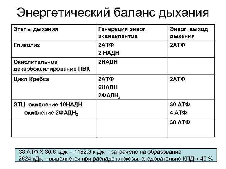 Энергетический баланс дыхания Этапы дыхания Генерация энерг. эквивалентов Энерг. выход дыхания Гликолиз 2 АТФ