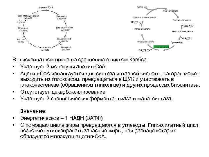 В глиоксилатном цикле по сравнению с циклом Кребса: • Участвует 2 молекулы ацетил-Со. А
