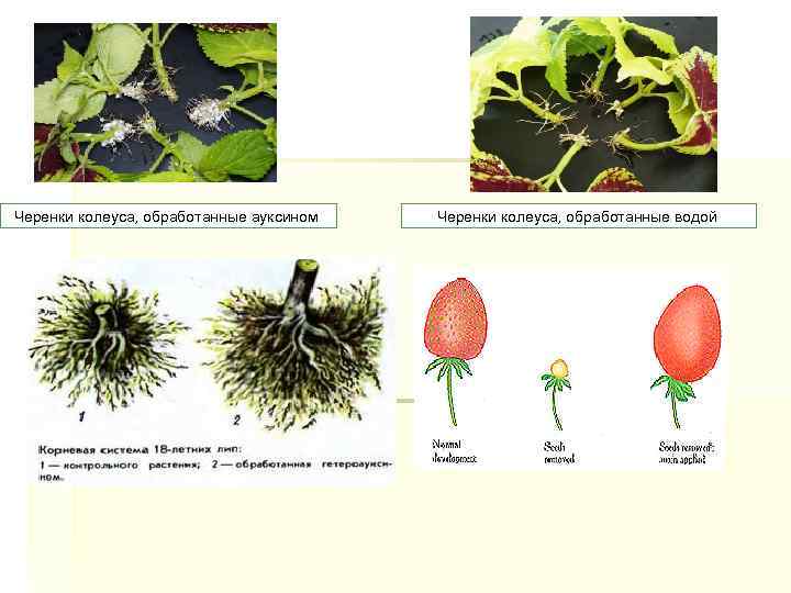 Черенки колеуса, обработанные ауксином Черенки колеуса, обработанные водой 