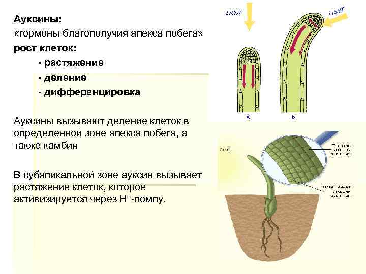 Ауксины: «гормоны благополучия апекса побега» рост клеток: - растяжение - деление - дифференцировка Ауксины