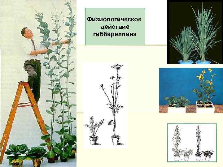 Физиологическое действие гиббереллина 