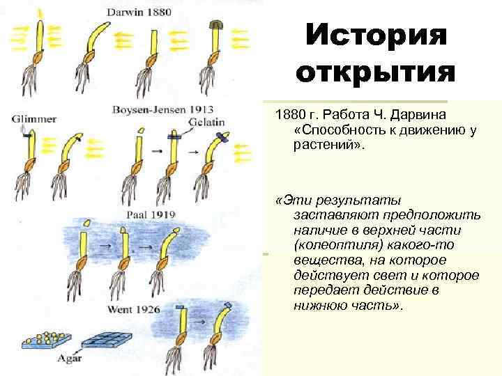 История открытия 1880 г. Работа Ч. Дарвина «Способность к движению у растений» . «Эти