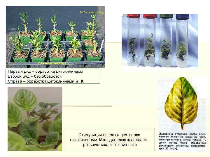 Первый ряд – обработка цитокининами Второй ряд – без обработок Справа – обработка цитокининами