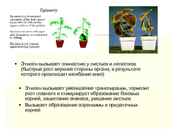 § Этилен вызывает эпинастию у листьев и лепестков (быстрый рост верхней стороны органа, в