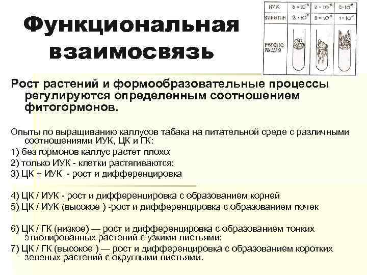Функциональная взаимосвязь Рост растений и формообразовательные процессы регулируются определенным соотношением фитогормонов. Опыты по выращиванию