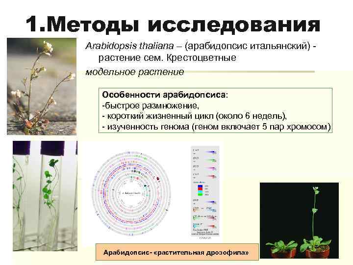 1. Методы исследования Arabidopsis thaliana – (арабидопсис итальянский) растение сем. Крестоцветные модельное растение Особенности