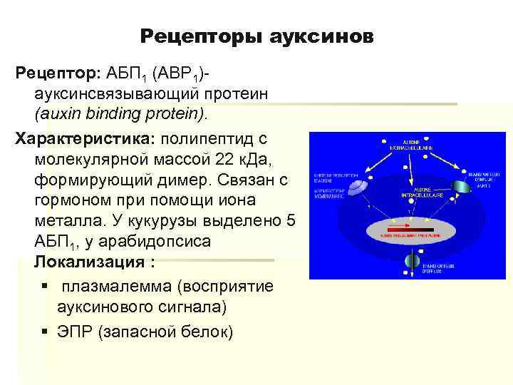 Рецепторы ауксинов Рецептор: АБП 1 (ABP 1)ауксинсвязывающий протеин (auxin binding protein). Характеристика: полипептид с