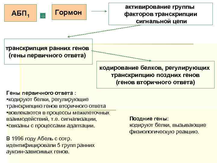 АБП 1 + активирование группы факторов транскрипции сигнальной цепи Гормон транскрипция ранних генов (гены