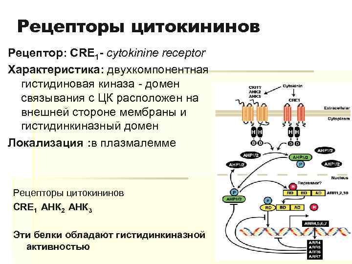 Рецепторы цитокининов Рецептор: CRE 1 - cytokinine receptor Характеристика: двухкомпонентная гистидиновая киназа - домен