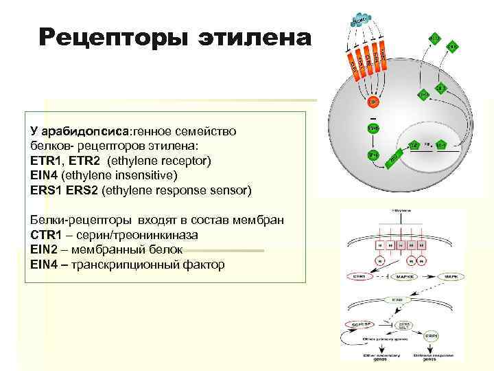 Белки рецепторы